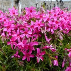 Red Wings Creeping Phlox Perennial - Quart Pot
