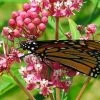 Soulmate Butterfly Weed- Asclepias - Vanilla Fragrance - Live Plant - Gallon Pot 2 Soulmate Butterfly Weed- Asclepias - Vanilla Fragrance - Live Plant - Gallon Pot -Healthy Plant Shop apiikrmbc 74938.1592324694
