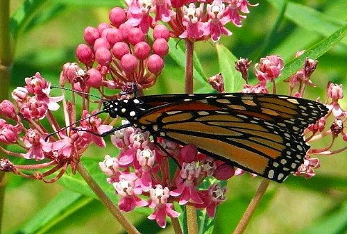 Soulmate Butterfly Weed- Asclepias - Vanilla Fragrance - Live Plant - Gallon Pot 3 Soulmate Butterfly Weed- Asclepias - Vanilla Fragrance - Live Plant - Gallon Pot