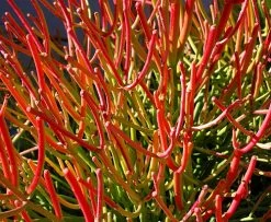 Firesticks Pencil Cactus - Euphorbia - Easy To Grow/Hard To Kill! - 6" Pot