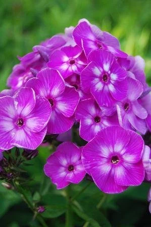 Max Frei Hardy Geranium - Bloody Cranesbill - Live Plant - Gallon Pot 4 Max Frei Hardy Geranium - Bloody Cranesbill - Live Plant - Gallon Pot - Image 2