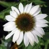 Pow Wow White Coneflower - Echinacea - Live Plant - Quart Pot
