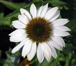 Pow Wow White Coneflower - Echinacea - Live Plant - Quart Pot