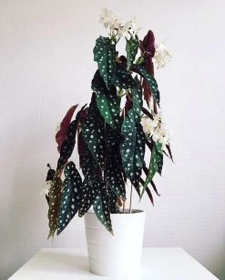 Rare Polka Dot Bat Wing Begonia Plant - Begonia Maculata Variegata - 6" Pot 8 Rare Polka Dot Bat Wing Begonia Plant - Begonia Maculata Variegata - 6" Pot -Healthy Plant Shop apijo95d9 49510.1592324998