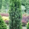 Stonehenge® Yew Taxus X Media - 4" Pot - Proven Winners -Healthy Plant Shop apijomevz 37628.1632142038