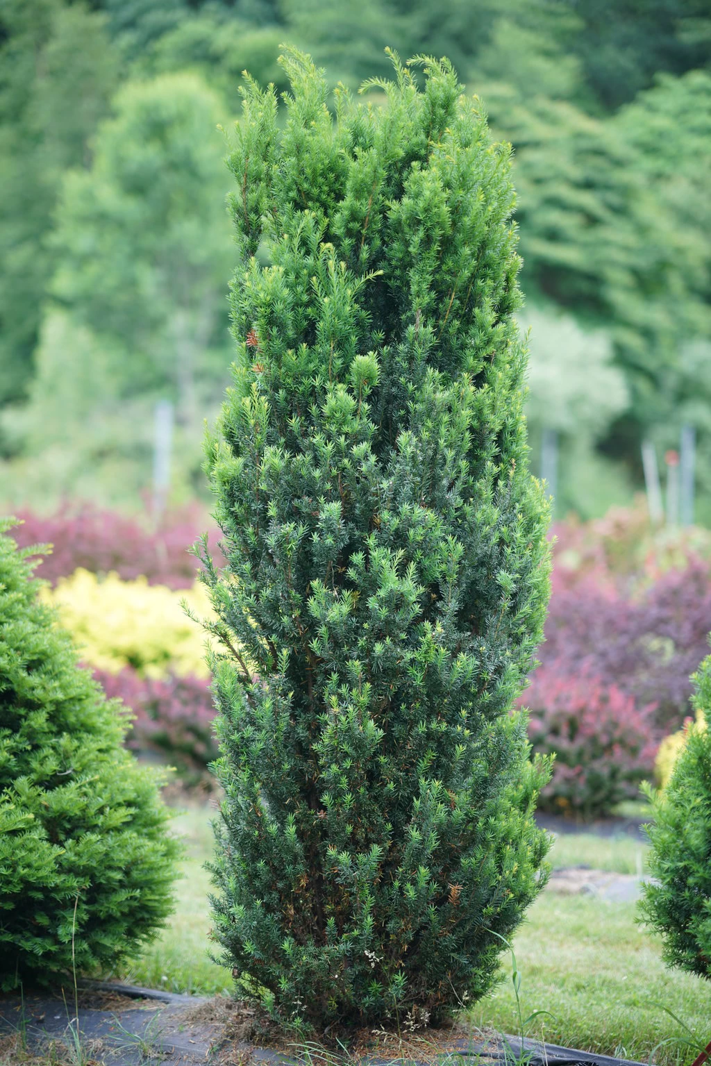 Stonehenge® Yew Taxus X Media - 4" Pot - Proven Winners 3 Stonehenge® Yew Taxus X Media - 4" Pot - Proven Winners