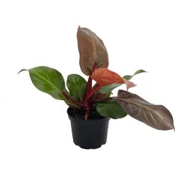 McColley's Finale Philodendron - Easy To Grow - 6" Pot - Collector's Series