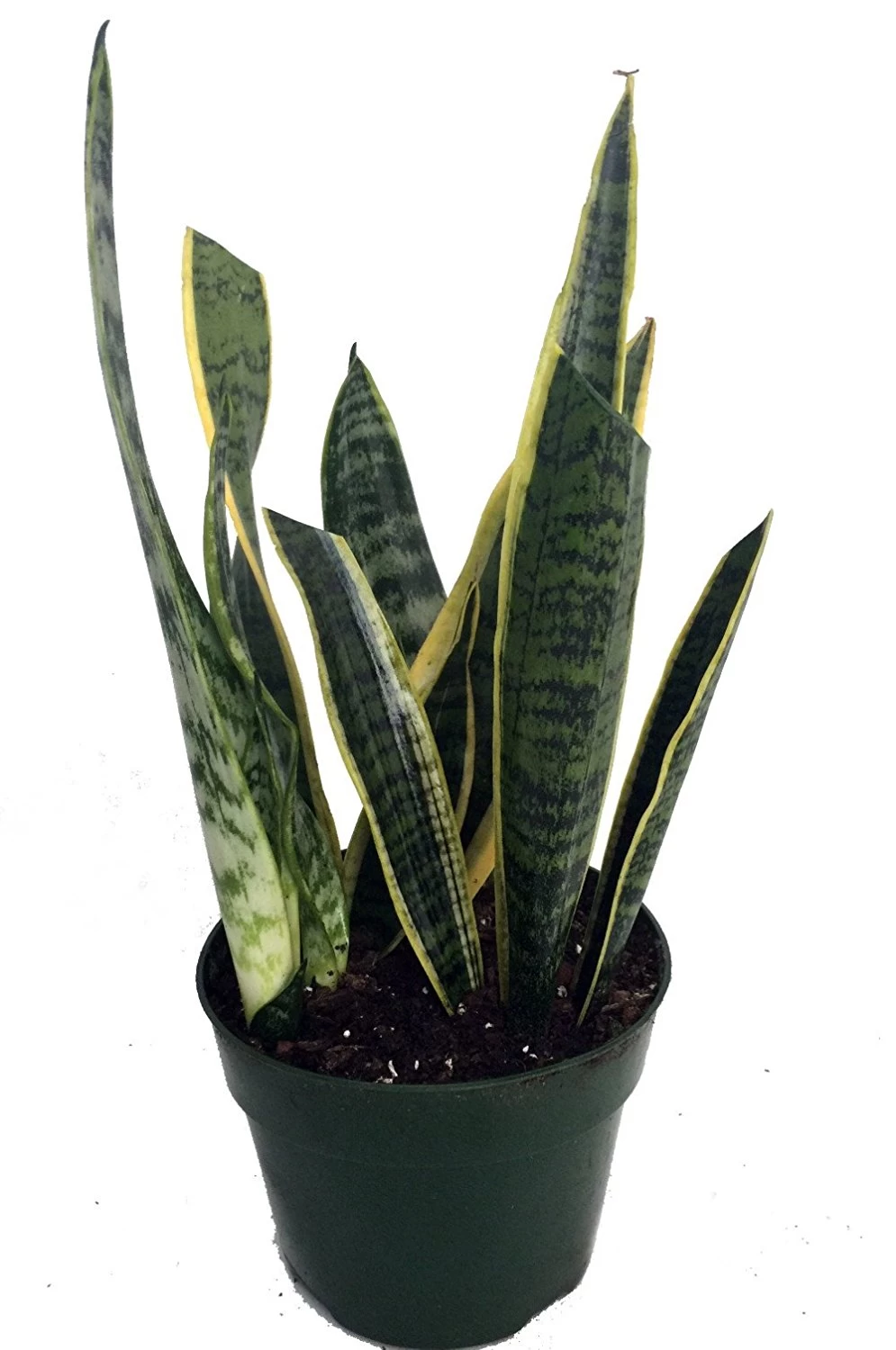 Snake Plant, Mother-In-Law's Tongue - Sansevieria - 6" Pot 4 Snake Plant, Mother-In-Law's Tongue - Sansevieria - 6" Pot - Image 2