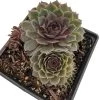 Pacific Blue Ice Hens & Chicks - Sempervivum - Very Hardy - Live Plant - Quart Pot 1 Pacific Blue Ice Hens & Chicks - Sempervivum - Very Hardy - Live Plant - Quart Pot -Healthy Plant Shop apikbhqkd 30071.1592327054