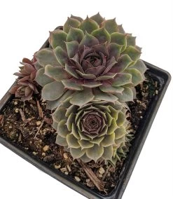 Pacific Blue Ice Hens & Chicks - Sempervivum - Very Hardy - Live Plant - Quart Pot