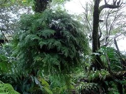 Rare Black Rabbit's Foot Fern - 4" Mini Hanging Basket - Davallia Trichomanoides 11 Rare Black Rabbit's Foot Fern - 4" Mini Hanging Basket - Davallia Trichomanoides -Healthy Plant Shop apikmbiib 39232.1617213217