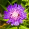 Honeysong Purple Stokes Aster Perennial - Stokesia - Gallon Pot 2 Honeysong Purple Stokes Aster Perennial - Stokesia - Gallon Pot -Healthy Plant Shop apikta11v 40044.1592330226