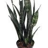 Black Coral Snake Plant - Sansevieria - Almost Impossible To Kill - 6" Pot -Healthy Plant Shop apikxlwmp 33239.1592323042