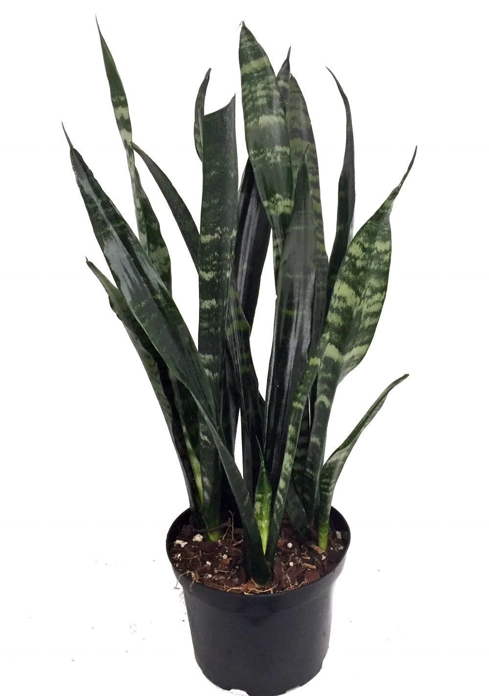 Black Coral Snake Plant - Sansevieria - Almost Impossible To Kill - 6" Pot 3 Black Coral Snake Plant - Sansevieria - Almost Impossible To Kill - 6" Pot