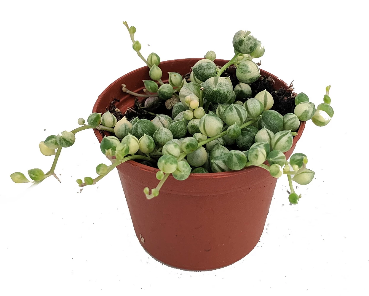 Frosted String Of Pearls - Senecio - Easy To Grow Succulent - 2.5" Pot 3 Frosted String Of Pearls - Senecio - Easy To Grow Succulent - 2.5" Pot