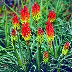 Fire Dance Red Hot Poker - Kniphofia - Loves The Sun - Gallon Pot 5 Fire Dance Red Hot Poker - Kniphofia - Loves The Sun - Gallon Pot -Healthy Plant Shop apilclaup 19958.1592330775