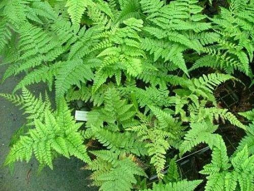 Rare Black Rabbit's Foot Fern - 4" Mini Hanging Basket - Davallia Trichomanoides 4 Rare Black Rabbit's Foot Fern - 4" Mini Hanging Basket - Davallia Trichomanoides - Image 2