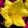Happy Returns Reblooming Daylily - Hemerocallis - Quart Pot 2 Happy Returns Reblooming Daylily - Hemerocallis - Quart Pot -Healthy Plant Shop apilebunl 07462.1592318729