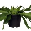 Staghorn Fern - Platycerium Biforcatum - Exotic Houseplant - 6" Pot -Healthy Plant Shop apilec6de 81803.1592324956