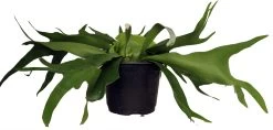 Staghorn Fern - Platycerium Biforcatum - Exotic Houseplant - 6" Pot