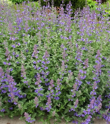 Junior Walker Catmint Perennial - Nepeta Faassenii - Shotgun Blooms -Quart Pot 4 Junior Walker Catmint Perennial - Nepeta Faassenii - Shotgun Blooms -Quart Pot - Image 2