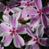 Candy Stripes Creeping Phlox Perennial - Live Plant - Quart Pot 2 Candy Stripes Creeping Phlox Perennial - Live Plant - Quart Pot -Healthy Plant Shop apilkca2y 44373.1592326582