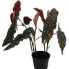 Rare Polka Dot Bat Wing Begonia Plant - Begonia Maculata Variegata - 6" Pot 1 Rare Polka Dot Bat Wing Begonia Plant - Begonia Maculata Variegata - 6" Pot -Healthy Plant Shop apilur28k 55175.1592324997