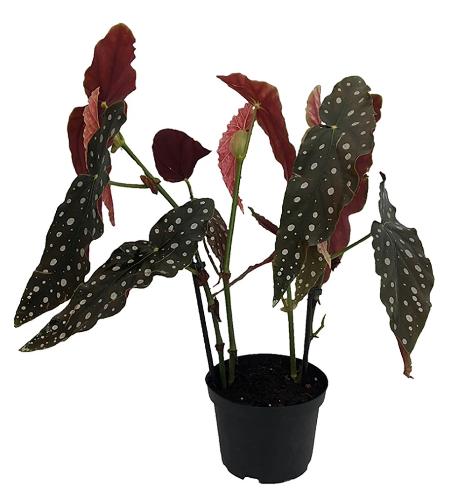 Rare Polka Dot Bat Wing Begonia Plant - Begonia Maculata Variegata - 6" Pot 3 Rare Polka Dot Bat Wing Begonia Plant - Begonia Maculata Variegata - 6" Pot