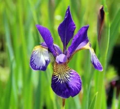 Caesar's Brother Siberian Iris - Deep Velvety Blue - Quart Pot