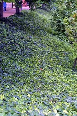 English Ivy 48 Plants - Hardy Groundcover - Sun Or Shade -1 3/4" Pots -Healthy Plant Shop apimayyhf 44586.1592323929