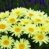 Banana Cream Shasta Daisy - Leucanthemum - Compact Plant - Gallon Pot -Healthy Plant Shop apimoiari 29474.1592327171