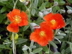 Henfield Brilliant Sun Rose - Helianthemum - Quart Pot