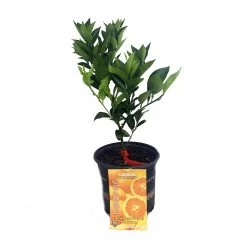 Valencia Orange Tree - Indoors/Out -8" Pot-NO SHIPPING TO TX, FL, AZ, CA, LA, HI