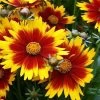 Up Tick Yellow & Red Coreopsis - Tickseed - Perennial - Live Plant - Quart Pot -Healthy Plant Shop apin1lp71 30244.1592323728