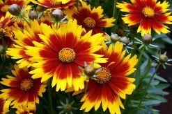 Up Tick Yellow & Red Coreopsis - Tickseed - Perennial - Live Plant - Quart Pot