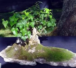 English Ivy 48 Plants - Hardy Groundcover - Sun Or Shade -1 3/4" Pots -Healthy Plant Shop apindsowq 77050.1592323929