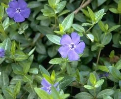 Myrtle 48 Plants - Periwinkle/Vinca - Hardy Groundcover - 1 3/4" Pots 9 Myrtle 48 Plants - Periwinkle/Vinca - Hardy Groundcover - 1 3/4" Pots -Healthy Plant Shop apinl0ytm 80399.1592318739