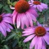 Prairie Splendor Coneflower - Echinacea - Quart Pot 2 Prairie Splendor Coneflower - Echinacea - Quart Pot -Healthy Plant Shop apinppz1j 05149.1592324095