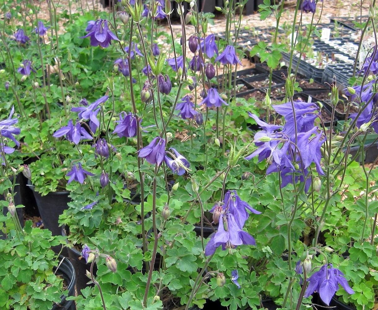 Alpine Columbine Perennial - Aquilegia Alpina - Quart Pot 4 Alpine Columbine Perennial - Aquilegia Alpina - Quart Pot - Image 2