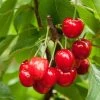Joy Bush Cherry Plant - 3.25" Pot - Red Cherry Fruit In Late Summer 2 Joy Bush Cherry Plant - 3.25" Pot - Red Cherry Fruit In Late Summer -Healthy Plant Shop apinxtqkg 46528.1592334056