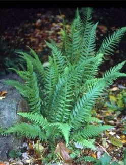 Japanese Beech Hardy Fern - Thelypteris Decursive-pinnata - Quart Pot -Healthy Plant Shop apinzyaeg 50464.1592324619