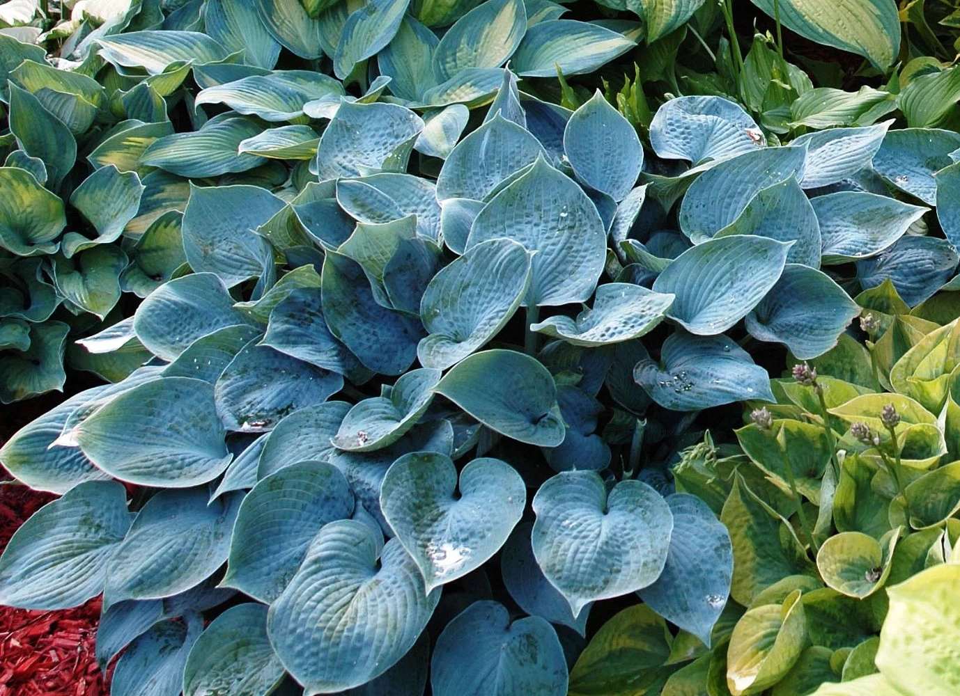 Halcyon Hosta - Gorgeous Medium Size Deep Green/Blue! - Live Plant - Quart Pot 4 Halcyon Hosta - Gorgeous Medium Size Deep Green/Blue! - Live Plant - Quart Pot - Image 2