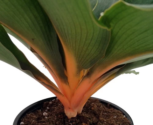 Orange Mandarin Spider Plant - Chlorophytum - Easy To Grow - 6" Pot 4 Orange Mandarin Spider Plant - Chlorophytum - Easy To Grow - 6" Pot - Image 2