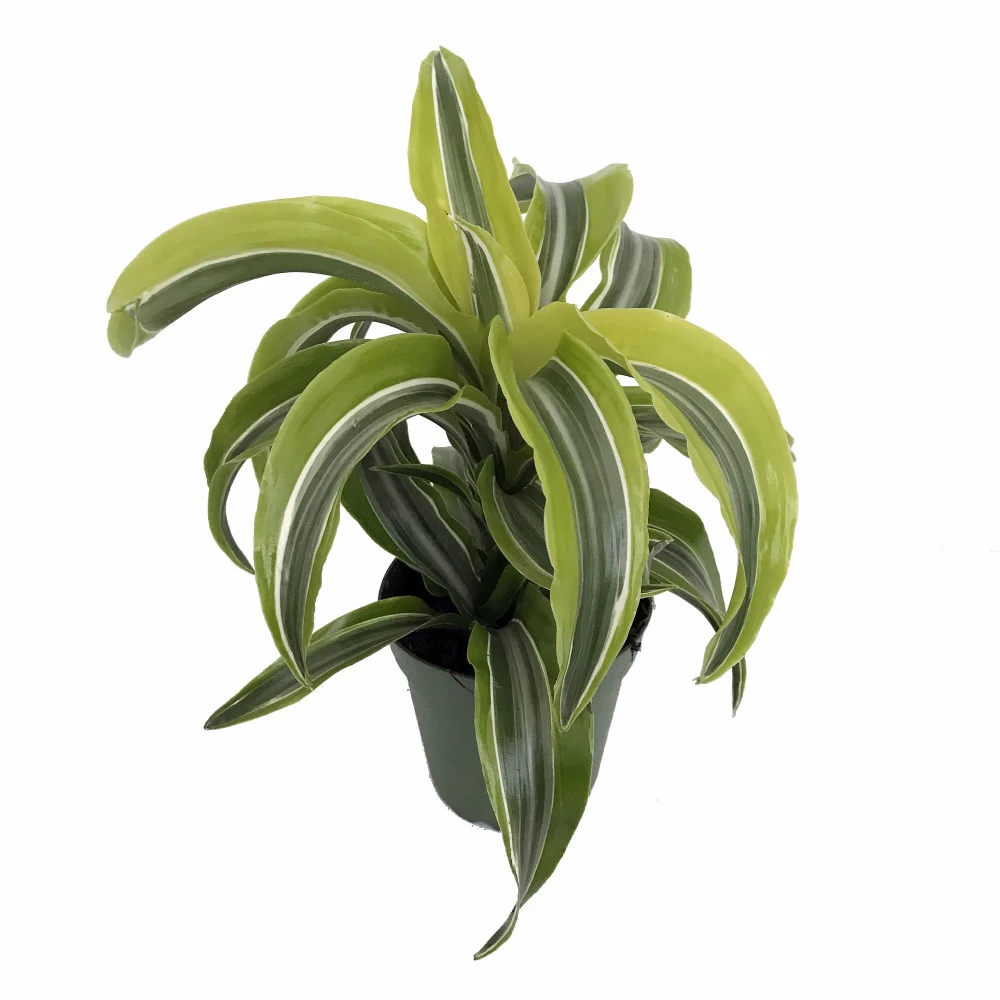 Lemon Surprise Madagascar Dragon Tree-Dracaena-4" Pot - Easy To Grow House Plant 3 Lemon Surprise Madagascar Dragon Tree-Dracaena-4" Pot - Easy To Grow House Plant
