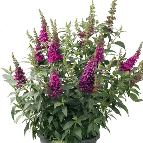 BUZZ™ Hot Raspberry Butterfly Bush - Compact - Heavy Blooms -Gallon Pot-Buddleia 4 BUZZ™ Hot Raspberry Butterfly Bush - Compact - Heavy Blooms -Gallon Pot-Buddleia - Image 2