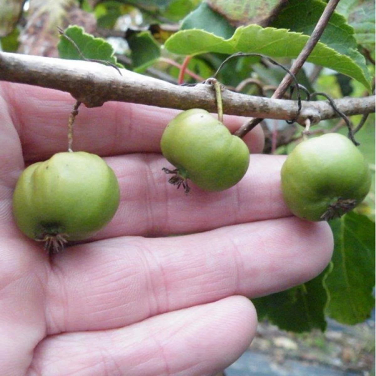 2 Hardy Kiwi Plants - Chang Bai Female And Meader Male - Actinidia -Large Fruit 3 2 Hardy Kiwi Plants - Chang Bai Female And Meader Male - Actinidia -Large Fruit