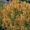 Gold Kudos Hummingbird Mint - Agastache - Anise Hyssop - Live Plant - Quart Pot -Healthy Plant Shop apiomioj4 60027.1592324713