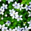 Blue Star Creeper - Isotoma Fluviatilis - 3 Seasons Of Blooms - Quart Pot -Healthy Plant Shop apiotsw4j 91590.1592326314