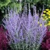Little Spire Russian Sage Live Plant - Perovskia - Live Plant - Gallon Pot 2 Little Spire Russian Sage Live Plant - Perovskia - Live Plant - Gallon Pot -Healthy Plant Shop apipa5wee 83285.1592325061