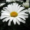 Daisy May® Shasta Daisy - Leucanthemum - Live Plant - Poven Winners -Gallon Pot -Healthy Plant Shop apipdaui4 80213.1592318718